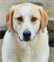 BELLA, Hund, Mischlingshund in Griechenland - Bild 37
