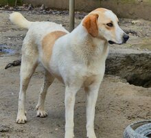 BELLA, Hund, Mischlingshund in Griechenland - Bild 38