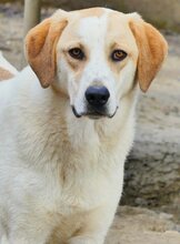 BELLA, Hund, Mischlingshund in Griechenland - Bild 39