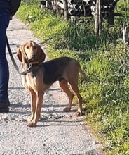 ITALO, Hund, Segugio Español in Italien