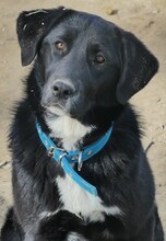 GINA, Hund, Mischlingshund in Griechenland