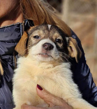 MADDY, Hund, Mischlingshund in Bulgarien