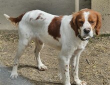 LUKE, Hund, Mischlingshund in Griechenland - Bild 10