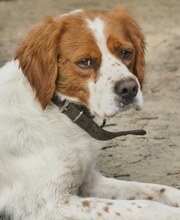 LUKE, Hund, Mischlingshund in Griechenland - Bild 11