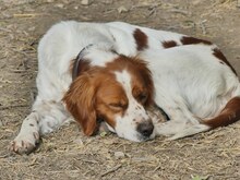 LUKE, Hund, Mischlingshund in Griechenland - Bild 12