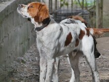 LUKE, Hund, Mischlingshund in Griechenland - Bild 14