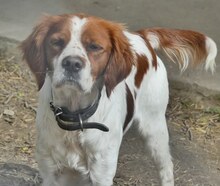 LUKE, Hund, Mischlingshund in Griechenland - Bild 16