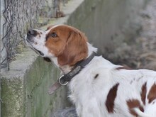 LUKE, Hund, Mischlingshund in Griechenland - Bild 18