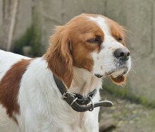 LUKE, Hund, Mischlingshund in Griechenland - Bild 19