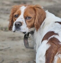 LUKE, Hund, Mischlingshund in Griechenland - Bild 20