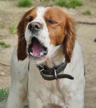 LUKE, Hund, Mischlingshund in Griechenland - Bild 21