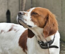 LUKE, Hund, Mischlingshund in Griechenland - Bild 23