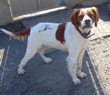 LUKE, Hund, Mischlingshund in Griechenland - Bild 26