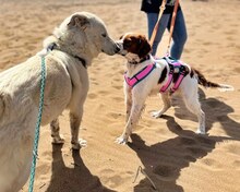 LUKE, Hund, Mischlingshund in Griechenland - Bild 28