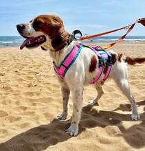 LUKE, Hund, Mischlingshund in Griechenland - Bild 29