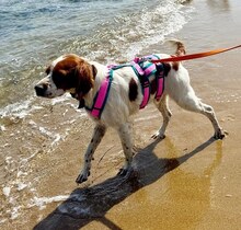 LUKE, Hund, Mischlingshund in Griechenland - Bild 30