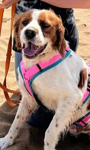 LUKE, Hund, Mischlingshund in Griechenland - Bild 32