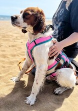 LUKE, Hund, Mischlingshund in Griechenland - Bild 33