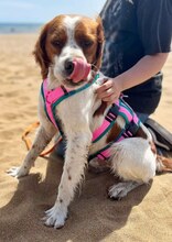 LUKE, Hund, Mischlingshund in Griechenland - Bild 34