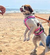 LUKE, Hund, Mischlingshund in Griechenland - Bild 35
