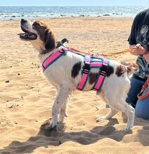 LUKE, Hund, Mischlingshund in Griechenland - Bild 36