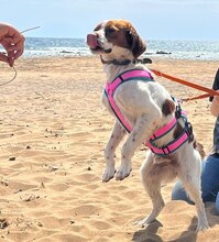 LUKE, Hund, Mischlingshund in Griechenland - Bild 6