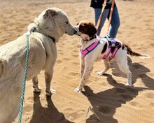 LUKE, Hund, Mischlingshund in Griechenland - Bild 8