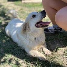 BOBBY, Hund, Mischlingshund in Griechenland - Bild 18