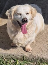 BOBBY, Hund, Mischlingshund in Griechenland - Bild 21