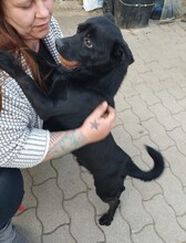 BLÖKI, Hund, Mischlingshund in Ungarn