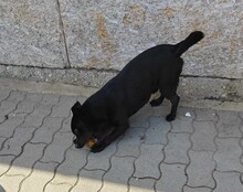 BLÖKI, Hund, Mischlingshund in Ungarn - Bild 7