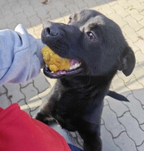 BLÖKI, Hund, Mischlingshund in Ungarn - Bild 8