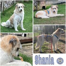 SHANIA, Hund, Herdenschutzhund in Hamminkeln