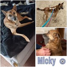 MICKY, Hund, Mischlingshund in Wendlingen