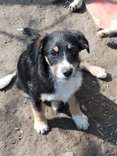 CHARLY, Hund, Mischlingshund in Rumänien