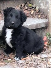 MONTY, Hund, Mischlingshund in Rumänien