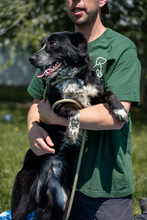 BOWDEN, Hund, Mischlingshund in Ungarn