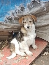 CYRILL, Hund, Mischlingshund in Rumänien