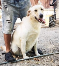 EMMA, Hund, Mischlingshund in Rumänien - Bild 16