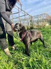 FURLA, Hund, Cane Corso-Mix in Italien - Bild 3