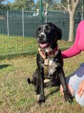 FURLA, Hund, Cane Corso-Mix in Italien - Bild 5