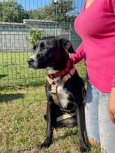 FURLA, Hund, Cane Corso-Mix in Italien - Bild 6