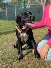 FURLA, Hund, Cane Corso-Mix in Italien - Bild 7