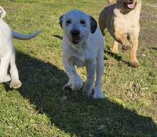 AMBRA, Hund, Mischlingshund in Italien - Bild 4