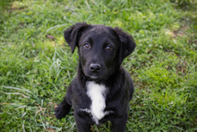 SALKA, Hund, Mischlingshund in Kroatien
