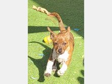 KYLE, Hund, Mischlingshund in Spanien