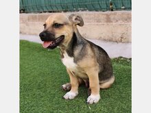 MICO, Hund, Mischlingshund in Spanien