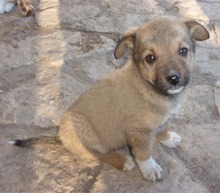 CARLOS, Hund, Mischlingshund in Bulgarien - Bild 3