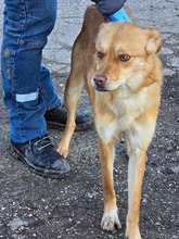 ZIRA, Hund, Mischlingshund in Bulgarien - Bild 18