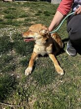 ZIRA, Hund, Mischlingshund in Bulgarien - Bild 5